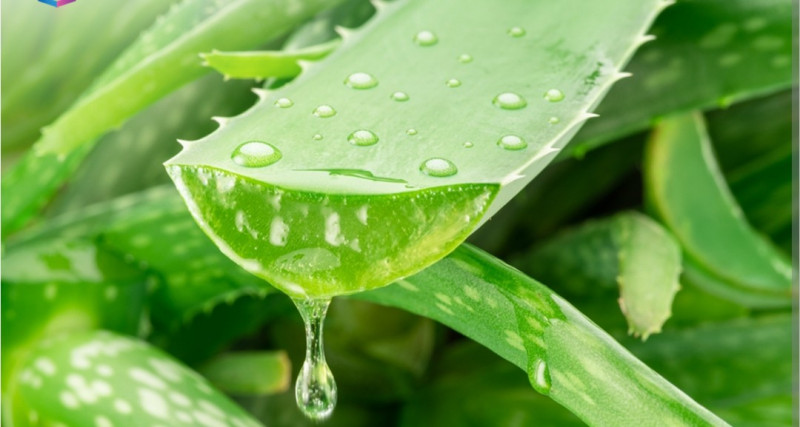 UAD & UNJAYA Kick Off Inovasi Aloe Vera dengan Transformative Learning