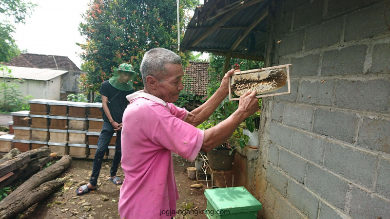 Madu Wanagama 2 Tahun Paceklik